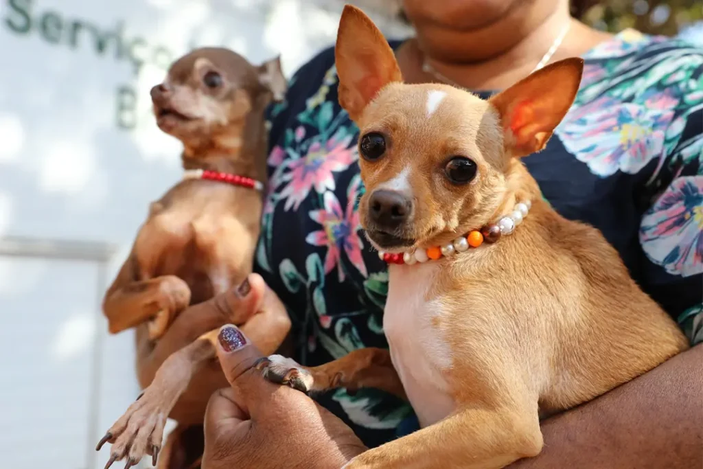 Recanto das Emas recebe ação com 600 vagas para castração gratuita de cães e gatos 1 Foto Divulgacao castracao recanto
